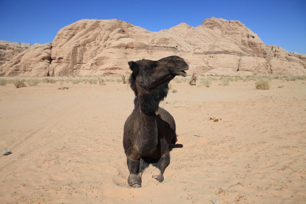 Bedouin Expedition Wadi Rum Exterior foto